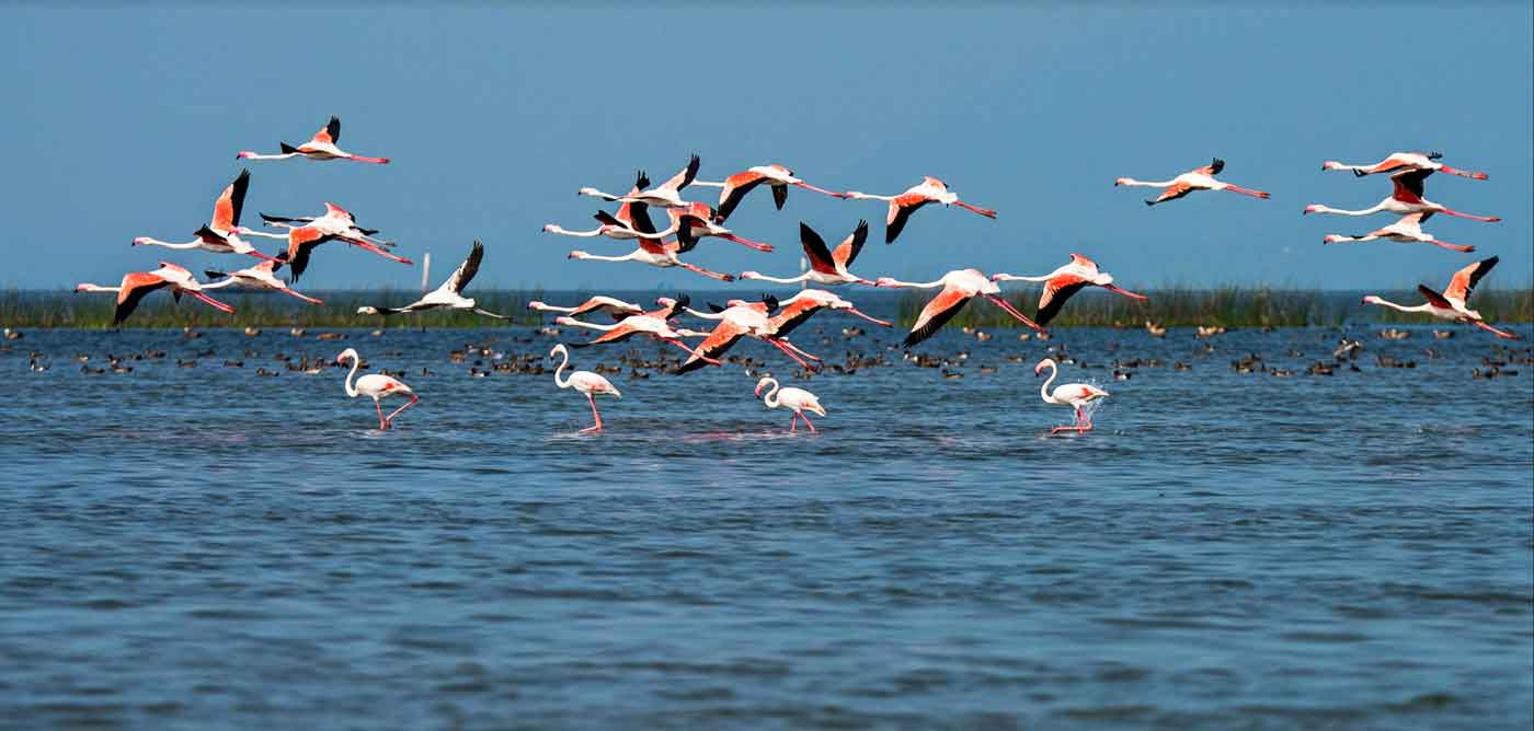 Chilika, Puri